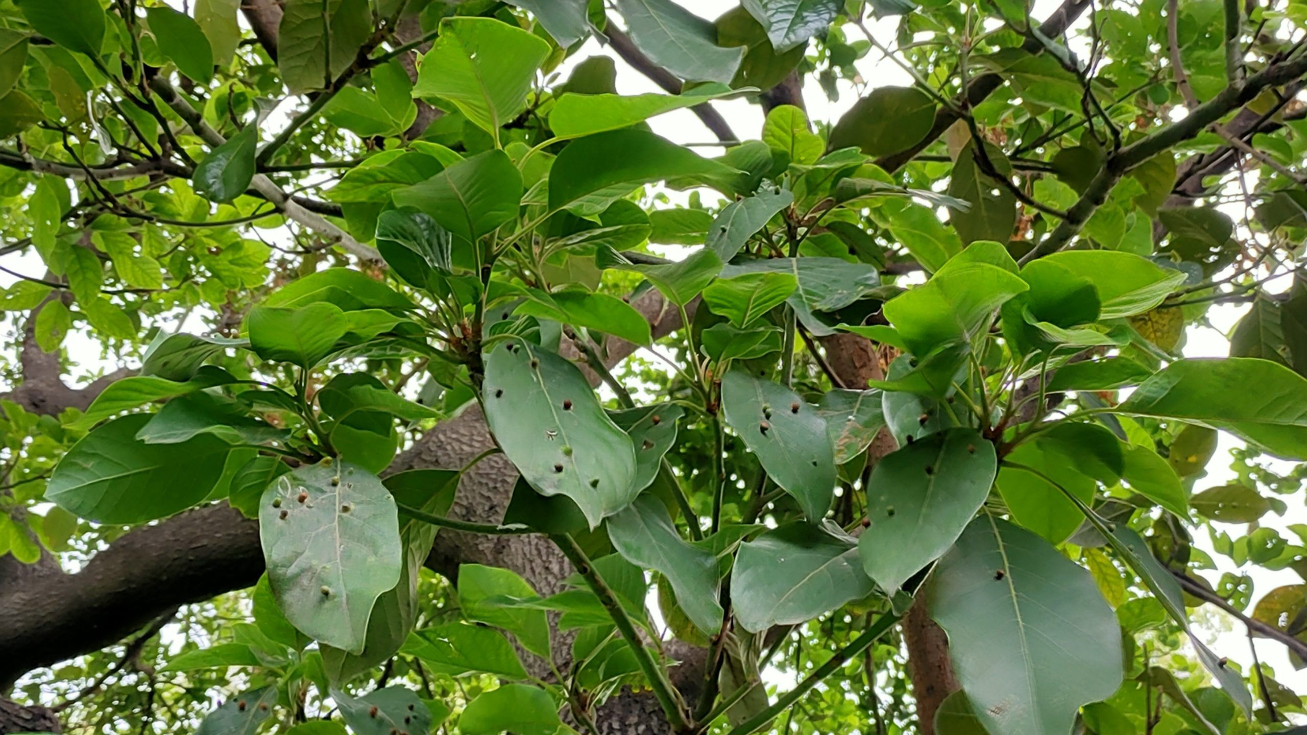 Consulta en línea Árbol enfermo