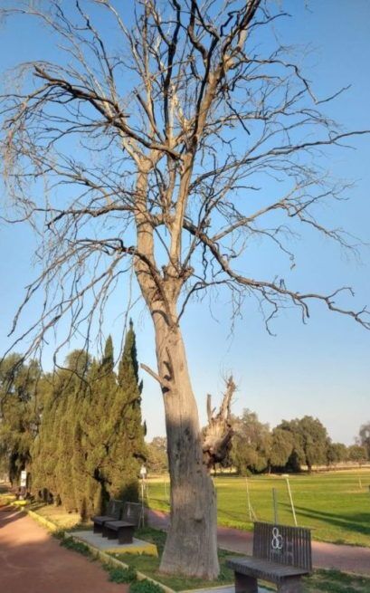 Ramas De Arbol Seco